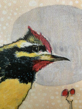 Load image into Gallery viewer, Yellow Bellied Sap Sucker - Giclee Canvas Print
