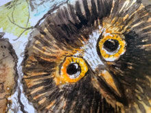 Load image into Gallery viewer, Norther Saw Whet Owl Print- Framed Archival Print