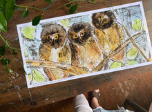 Load image into Gallery viewer, Norther Saw Whet Owl Print- Framed Archival Print