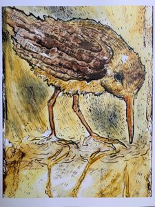 Clapper Rail Bird Print - Archival Print - 8X10 inches